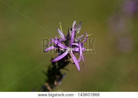 Flowers of a Harebell plant (Asyneuma canescens)