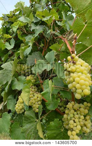 Bunches of grapes in a vineyard in the Brescia before the harvest