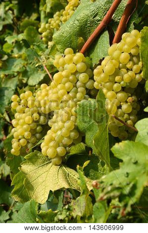 Bunches of grapes in a vineyard in the Brescia before the harvest