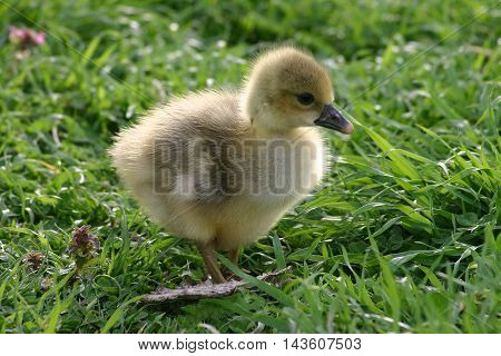 little yellow duckling backlit on the green grass