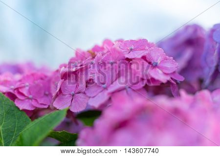 Material was taken to the main the hydrangea.