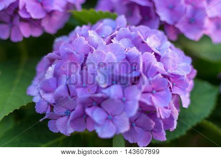 Material was taken to the main the hydrangea.