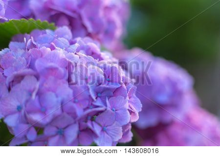 Material was taken to the main the hydrangea.