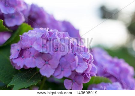 Material was taken to the main the hydrangea.