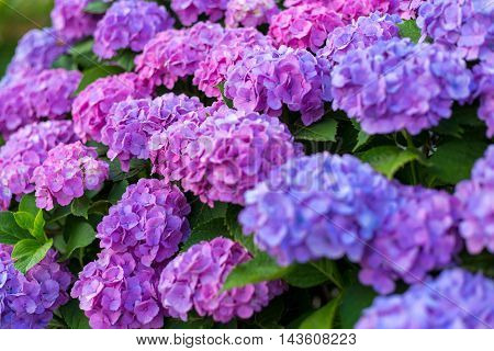 Material was taken to the main the hydrangea.