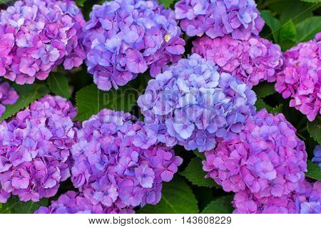 Material was taken to the main the hydrangea.