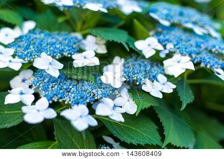 Material was taken to the main the hydrangea.