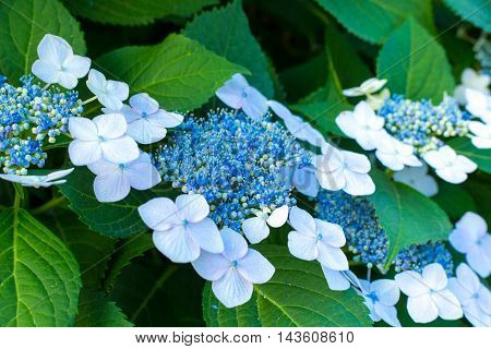 Material was taken to the main the hydrangea.