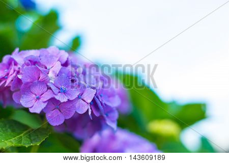 Material was taken to the main the hydrangea.