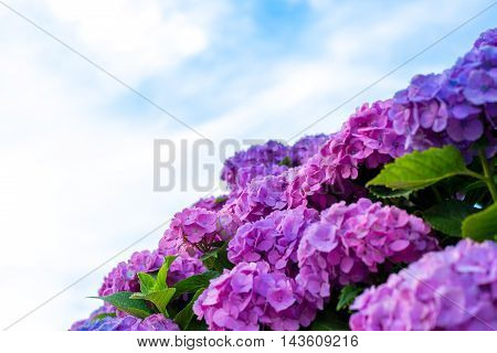 Material was taken to the main the hydrangea.