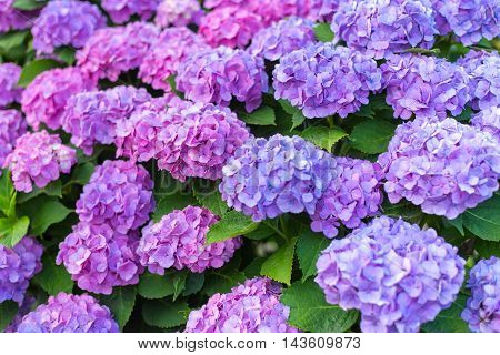 Material was taken to the main the hydrangea.