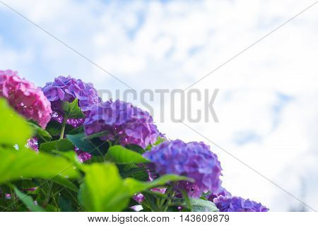 Material was taken to the main the hydrangea.