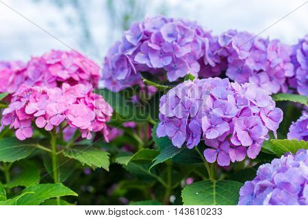 Material was taken to the main the hydrangea.