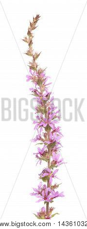 Lythrum Salicaria ,purple Loosestrife