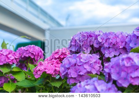 Material was taken to the main the hydrangea.