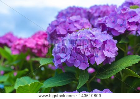 Material was taken to the main the hydrangea.