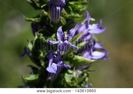 Flowers of the Great Blue Lobelia (Lobelia siphilitica) a historical medical herb against Syphilis.