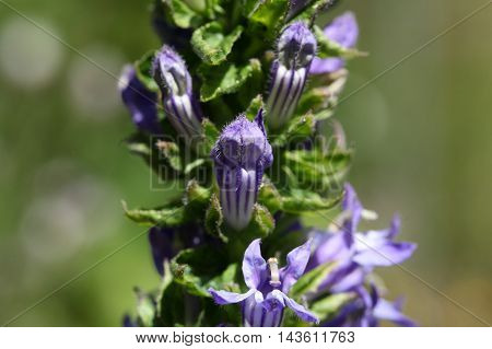 Flowers of the Great Blue Lobelia (Lobelia siphilitica) a historical medical herb against Syphilis.