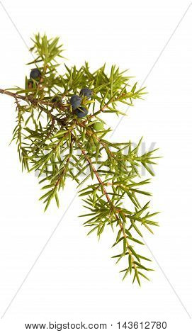 Common Juniper Twig With Ripe And Unripe Berries