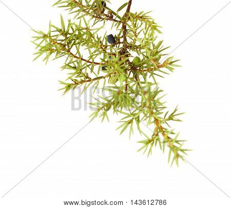Common Juniper Twig With Ripe And Unripe Berries