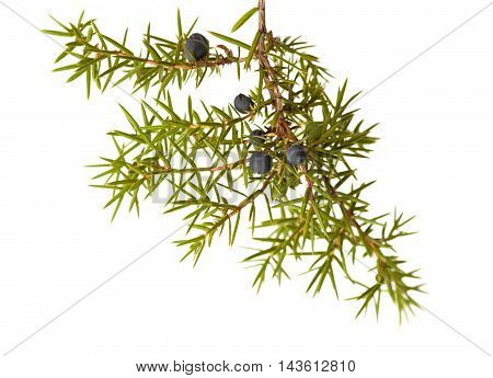 Common Juniper Twig With Ripe And Unripe Berries