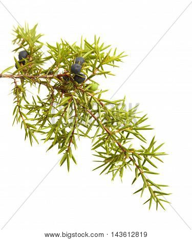 Common Juniper Twig With Ripe And Unripe Berries