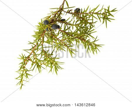 Common Juniper Twig With Ripe And Unripe Berries