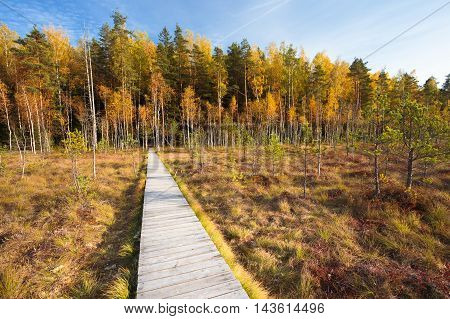 Wooden Path Way Pathway From Marsh Swamp To Forest. Autumn Nature Forest Landscape. Wooden Board Boarding On Ground Near Bog Swamp. Nobody