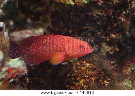  Ciemny niebieski kropka Grouper