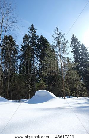 Snowy winter forest in 