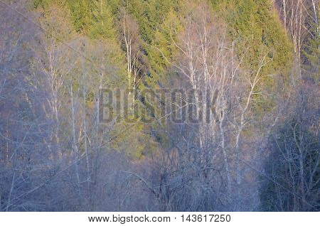 In the spring forest of Plesheevo National Park. Yaroslavl region Russia