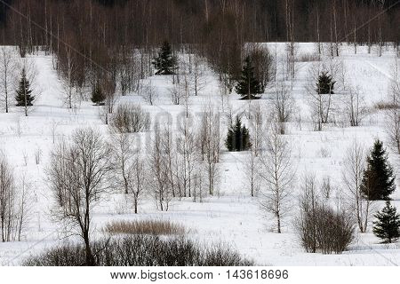 Snowy low forest in early spring in Plesheevo National Park. Yaroslavl region Russia