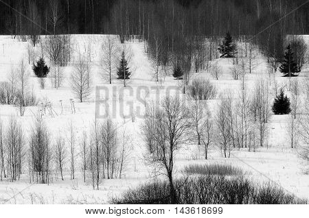 Snowy low forest in early spring in Plesheevo National Park. Yaroslavl region Russia
