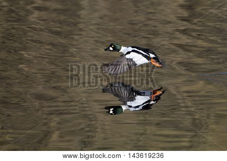 Flying male Common goldeneye (Bucephala clangula) reflected in pond water surface. Moscow region Russia