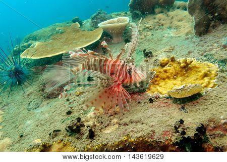 Lionfish with beautiful coral from Gulf of Thailand