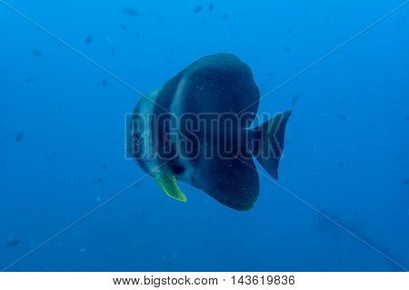 Batfish or Spadefish from Gulf of Thailand