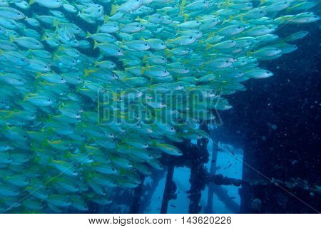 School of big eyes snapper from Gulf of Thailand