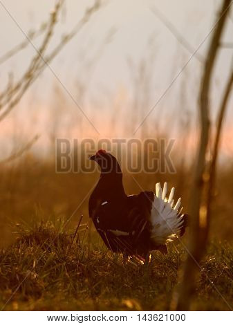 Male Black Grouse (Tetrao tetrix) at evening lek. National park Plesheevo Lake Yaroslavl region Russia