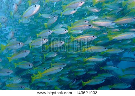 School of big eyes snapper from Gulf of Thailand