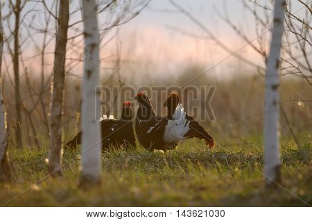 Male Black Grouses (Tetrao tetrix) at evening lek. National park Plesheevo Lake Yaroslavl region Russia