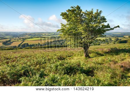 Dunkery Hill On Exmoor