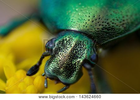 cetonia aurata on a flower, cetoniinae, macro bug head closeup