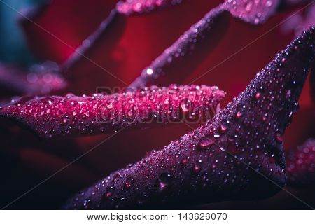 close-up beautiful rose with water drops. nature