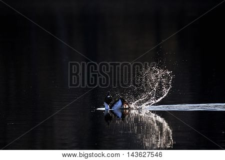 Common Goldeneye (Bucephala clangula) courtship display at early spring in Moscow region Russia