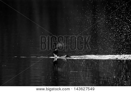 Common Goldeneye (Bucephala clangula) courtship display at early spring in Moscow region Russia