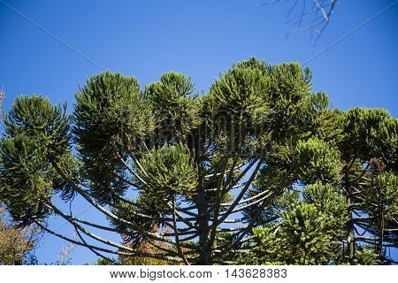 Closeup Of Upper Part Of Araucaria Angustifolia ( Brazilian Pine) With Sky And Clouds Background, Ca