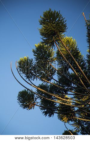 Closeup Of Upper Part Of Araucaria Angustifolia ( Brazilian Pine) With Sky Background, Campos Do Jor
