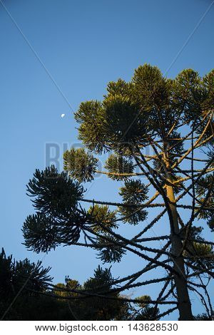 Closeup Of Upper Part Of Araucaria Angustifolia ( Brazilian Pine) With Sky And Clouds Background, Ca