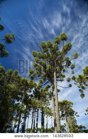 Closeup Of Upper Part Of Araucaria Angustifolia ( Brazilian Pine) With Sky And Clouds Background, Ca