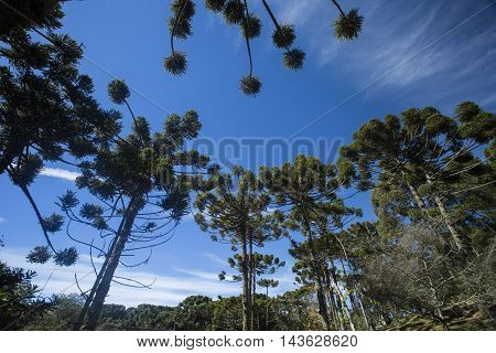 Closeup Of Upper Part Of Araucaria Angustifolia ( Brazilian Pine) With Sky And Clouds Background, Ca